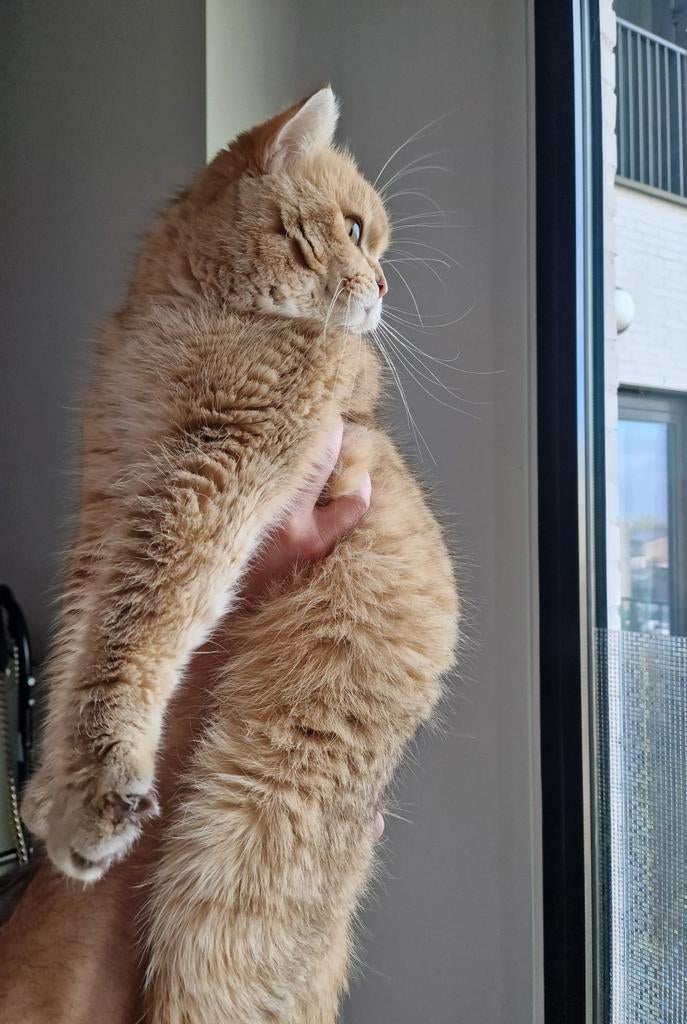 Britse Korthaar dekkater chocolate golden DNA-getest 🐈, 0 tot 2 jaar