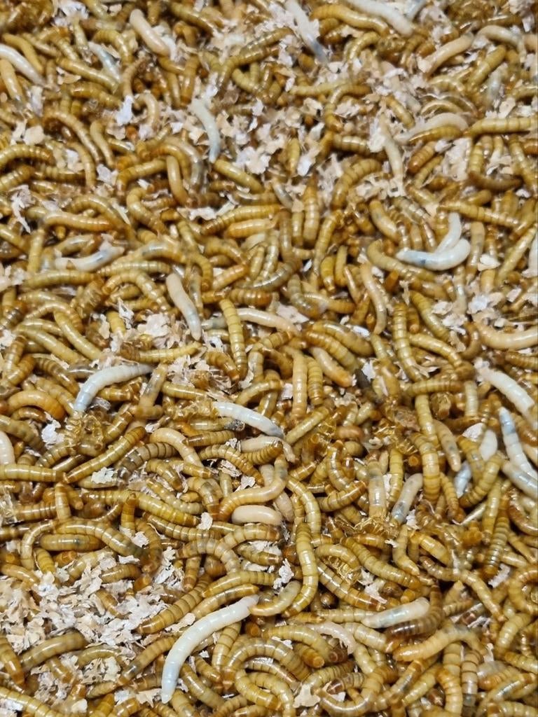 Meelwormen en andere insecten (levend en diepvries), Dieren en Toebehoren, Dierenvoeding, Ophalen