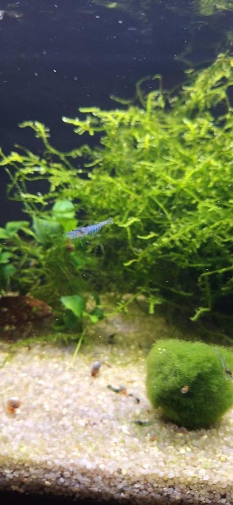neocaridina blue jelly garnalen, Dieren en Toebehoren, Kreeft, Krab of Garnaal, Zoetwatervis, Schoolvis