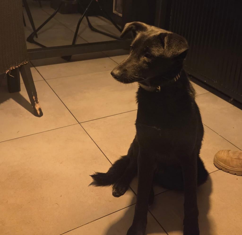 Lieve kruising van 6 maanden, 15 weken tot 1 jaar, Overige rassen, Teef, Parvo