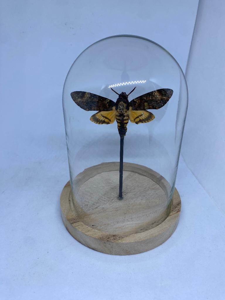 stolp doodshoofdvlinder, Verzamelen, Dierenverzamelingen, Nieuw, Opgezet dier, Insect, Ophalen