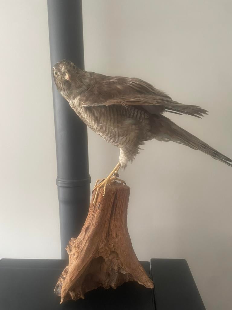 Opgezette sperwer, Verzamelen, Dierenverzamelingen, Ophalen of Verzenden, Vogel, Opgezet dier