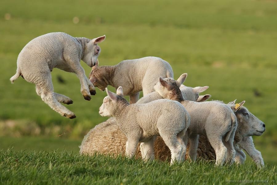 Schapenkorrel 25kg € 13,80, Dieren en Toebehoren, Dierenvoeding, Vee, Ophalen