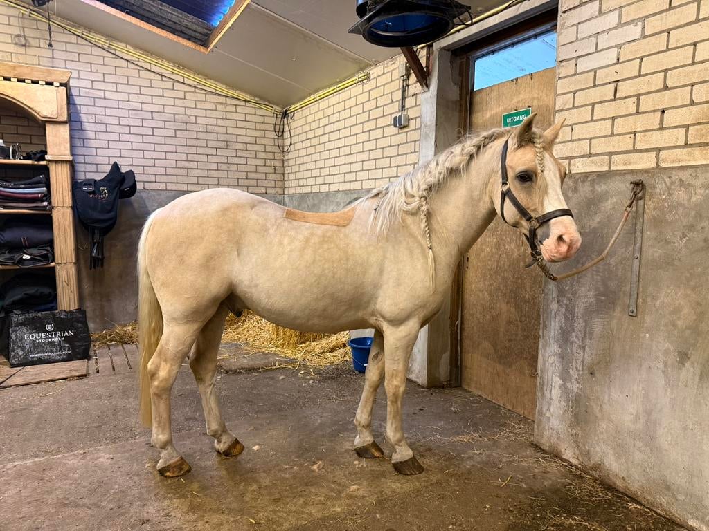 Paarden & Pony’s scheren