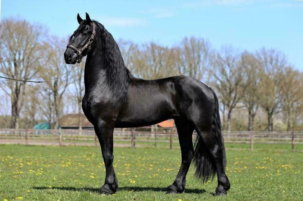 Friese sterhengst ter dekking aangeboden, Hengst