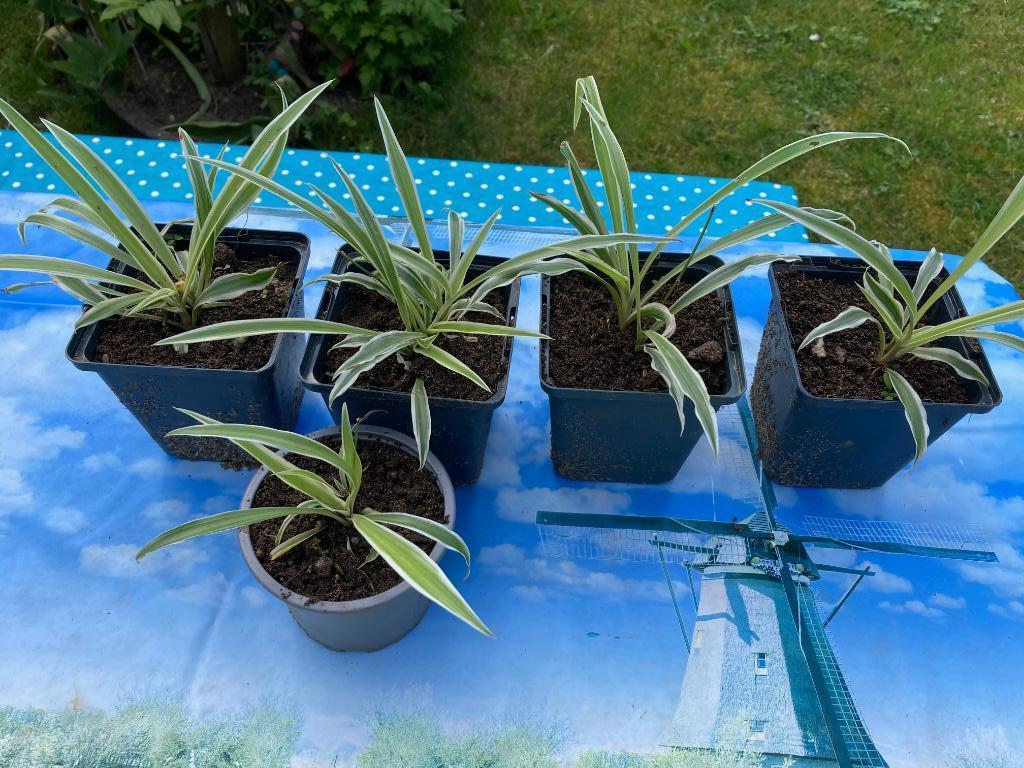 graslelie, Ophalen, Overige soorten, Halfschaduw, In pot