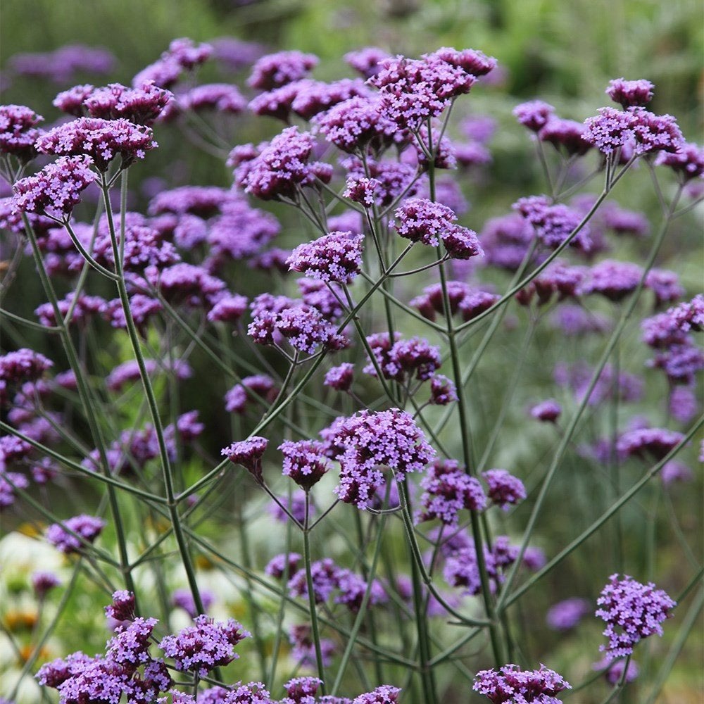 Mooie verbena stekken  (nectarplant voor bijen/vlinders), Ophalen, Overige soorten, Volle zon
