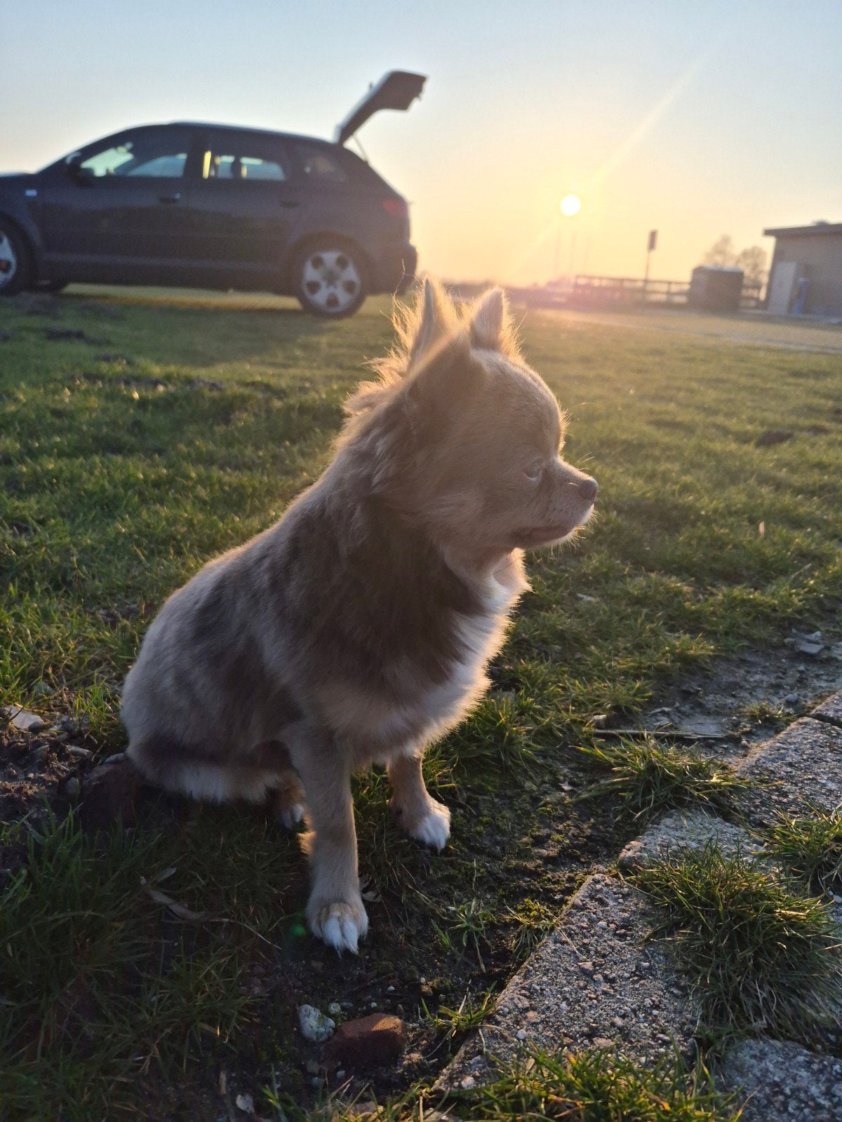 dekreu, Dieren en Toebehoren, Honden | Dekreuen, 1 tot 2 jaar, Parvo, Eén hond, Nederland