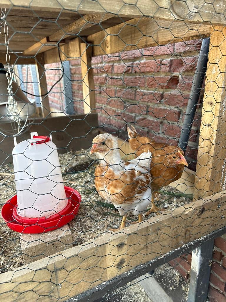 Kuiken 6 weken oud, Dieren en Toebehoren, Pluimvee, Geslacht onbekend, Kip