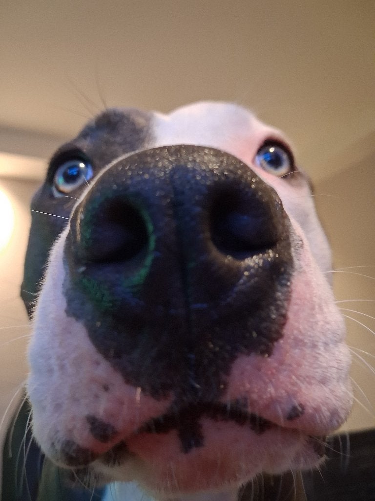 Amerikaanse stafford pup, 15 weken tot 1 jaar, Eén hond, Nederland, Particulier