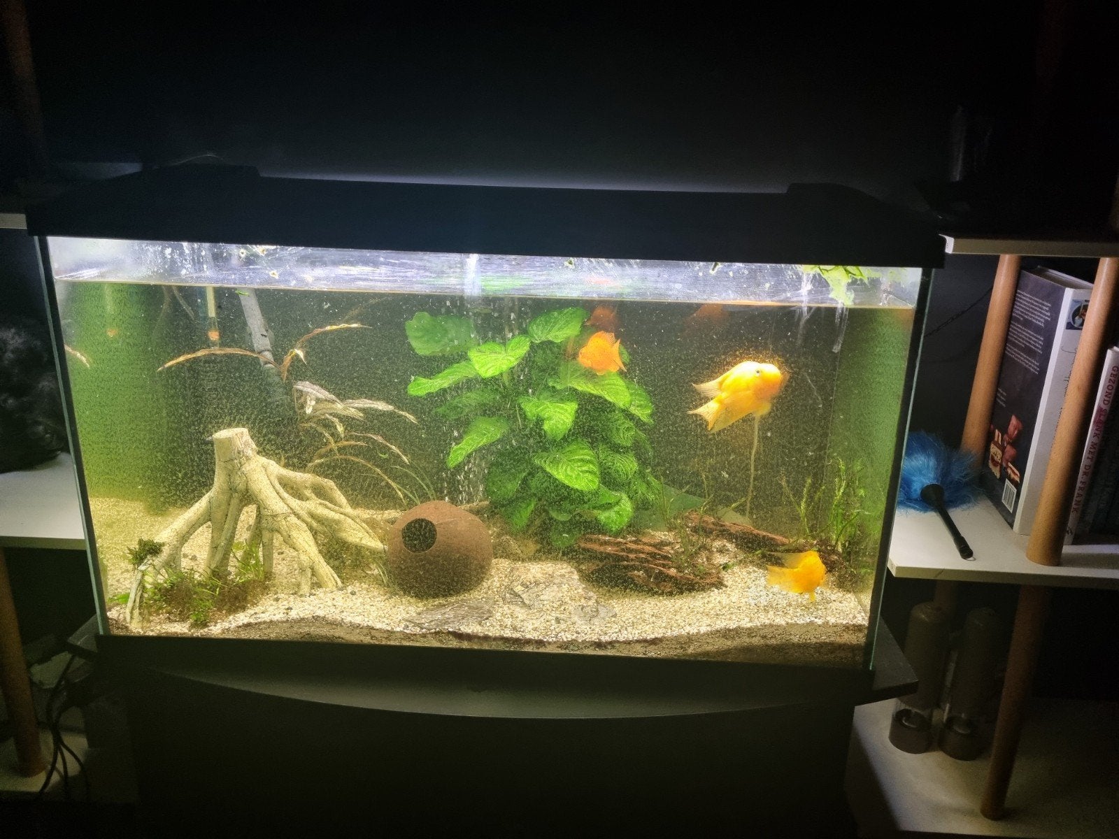 Aquarium incl accessoires en kastje, Dieren en Toebehoren, Vissen | Aquaria en Toebehoren, Ophalen, Inclusief vissen, Gebruikt