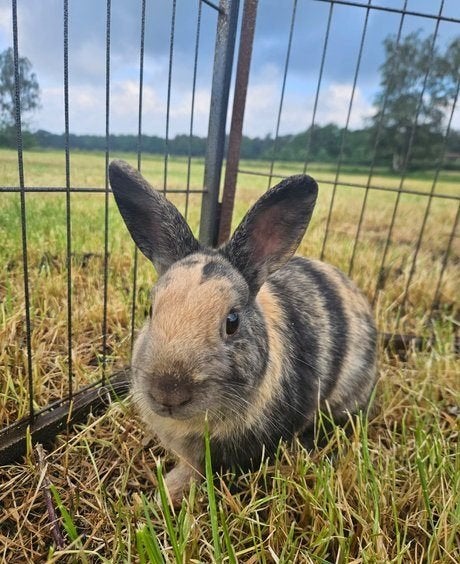 Mus zoekt een nieuw huisje!, Mannelijk, Klein, 0 tot 2 jaar