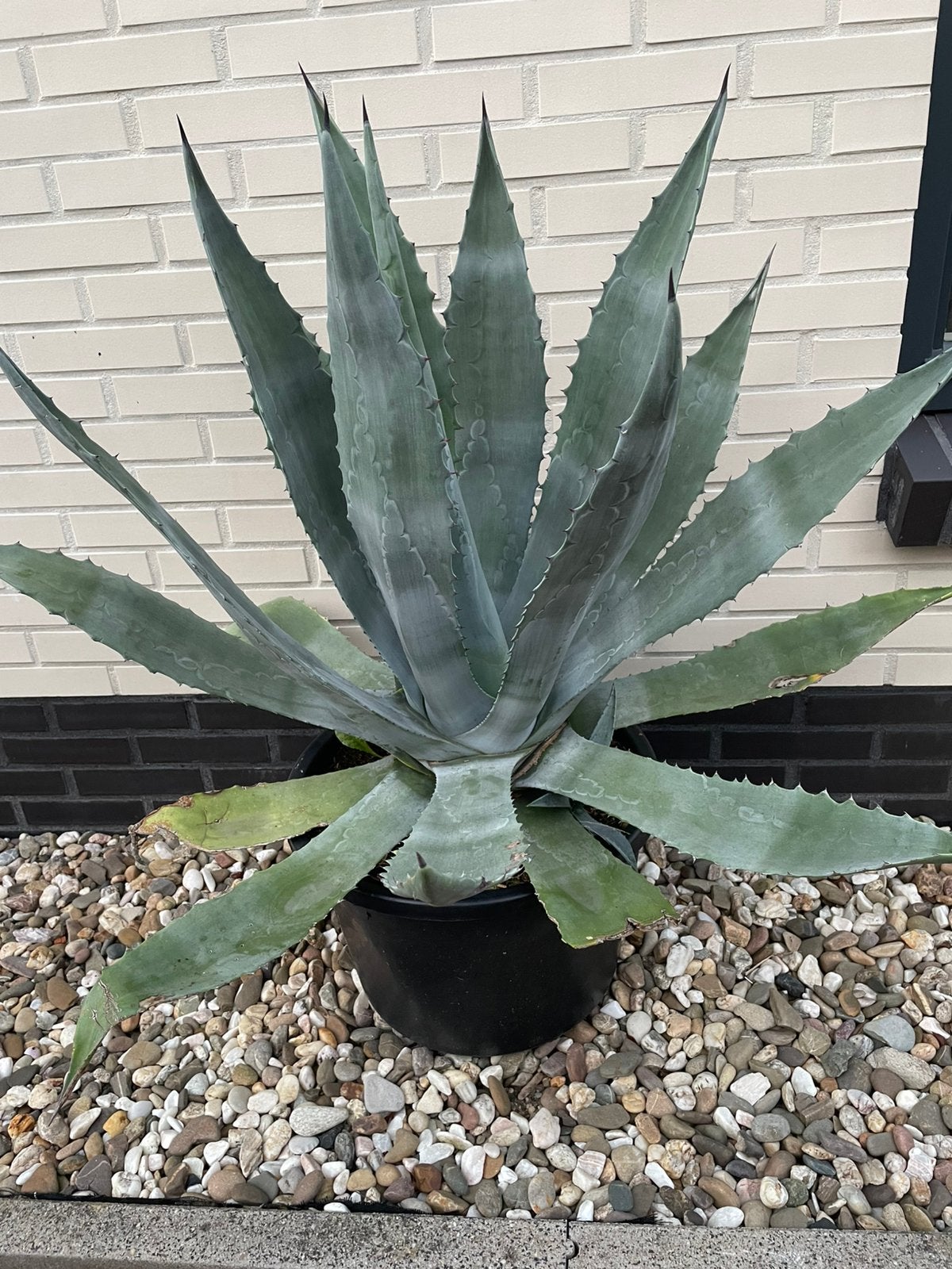 Grote  Agave americana voor buiten., Tuin en Terras, Volle zon, Vaste plant, Bloeit niet, Ophalen