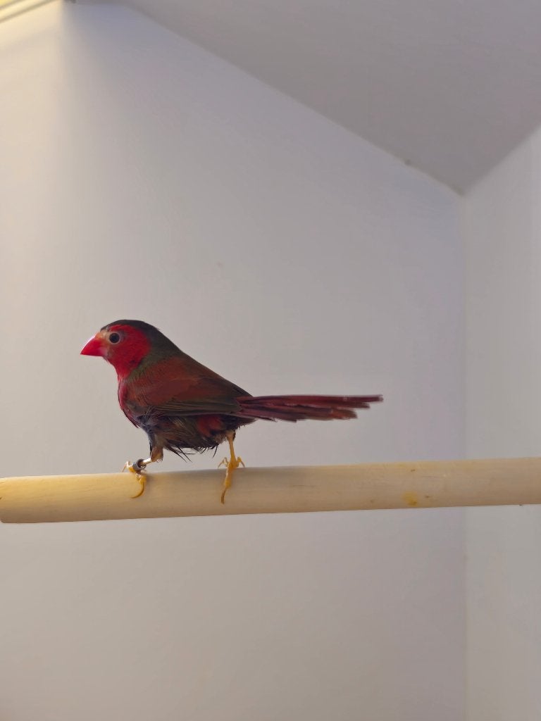 Zonastrilde | Man | 2025 | Volledig op kleur, Mannelijk, Tropenvogel, Geringd