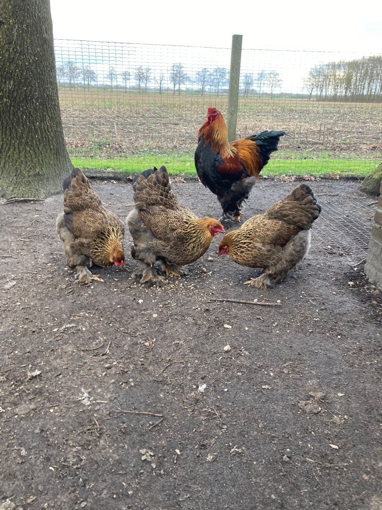 broedeieren, Dieren en Toebehoren, Pluimvee, Geslacht onbekend, Kip