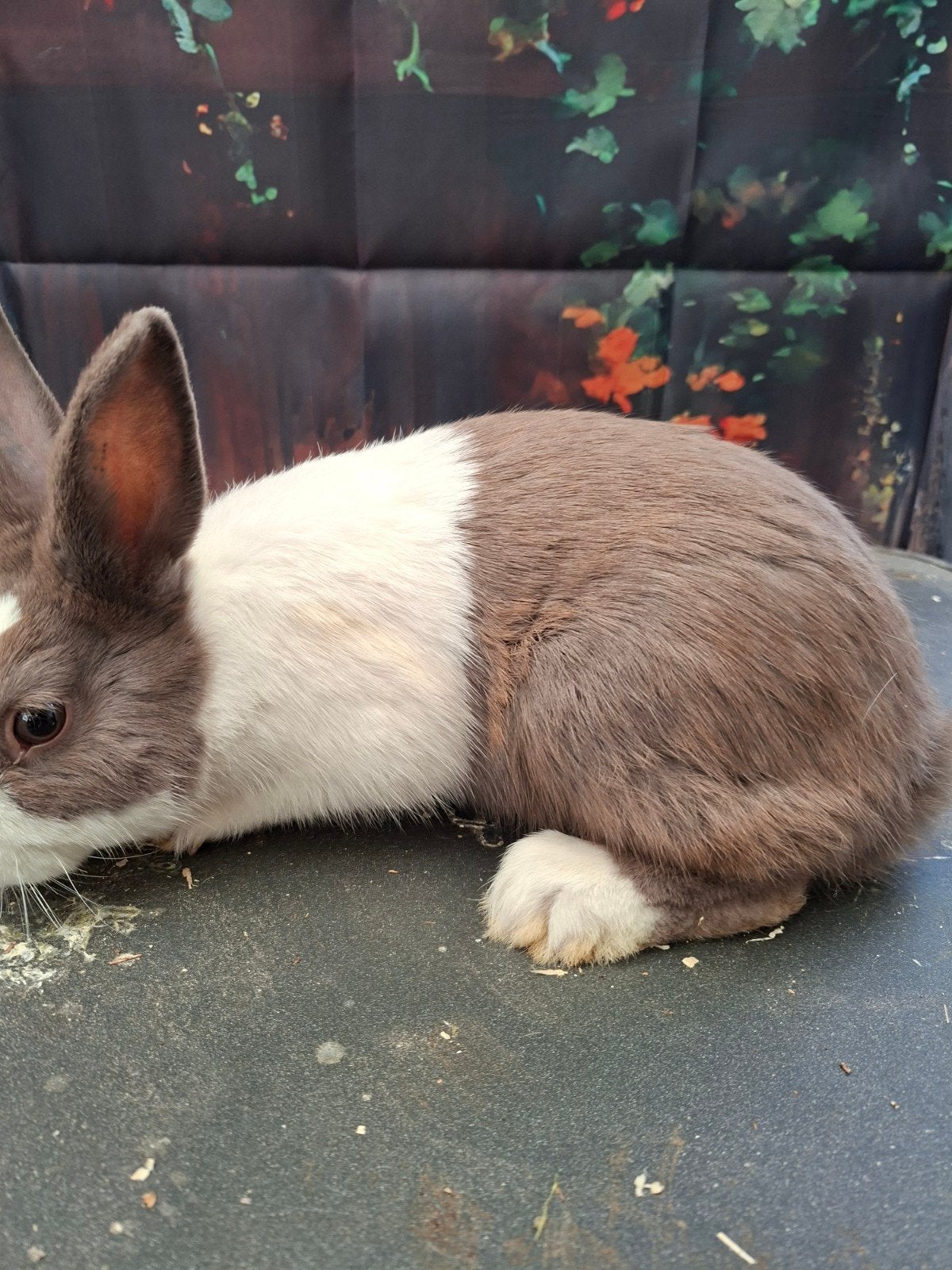 Hollander, Dieren en Toebehoren, Konijnen, Mannelijk, Groot