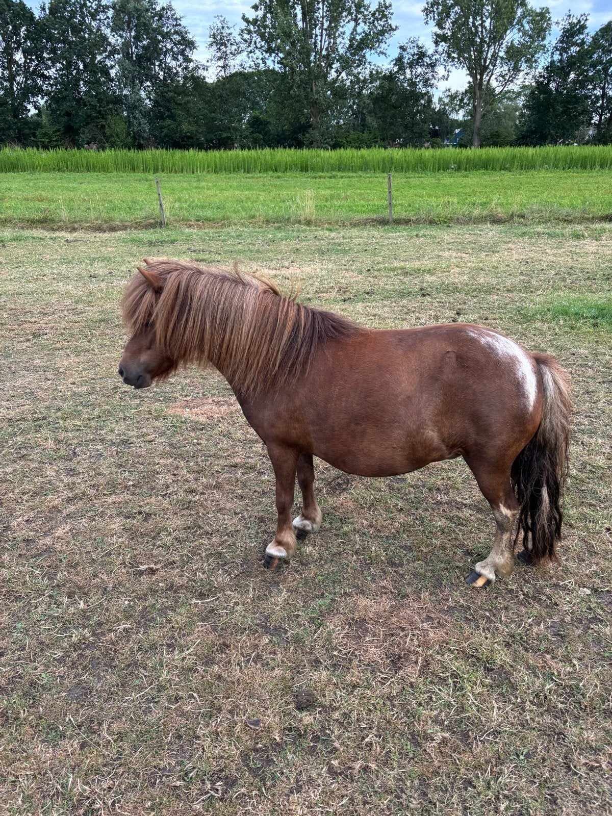 Sjetland pony, Dieren en Toebehoren, Merrie