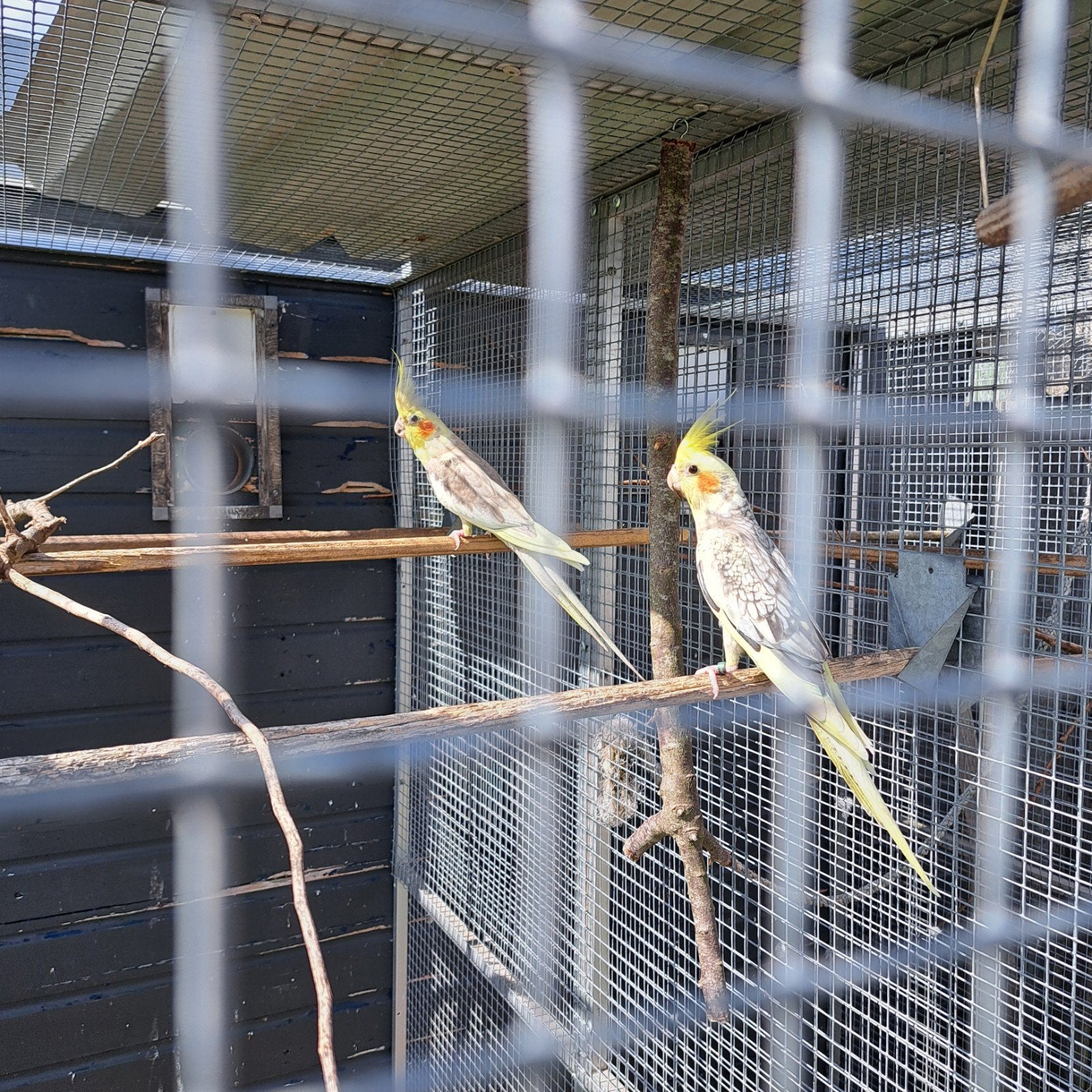 te koop valkparkieten, Dieren en Toebehoren, Vogels | Parkieten en Papegaaien, Geslacht onbekend, Parkiet, Geringd