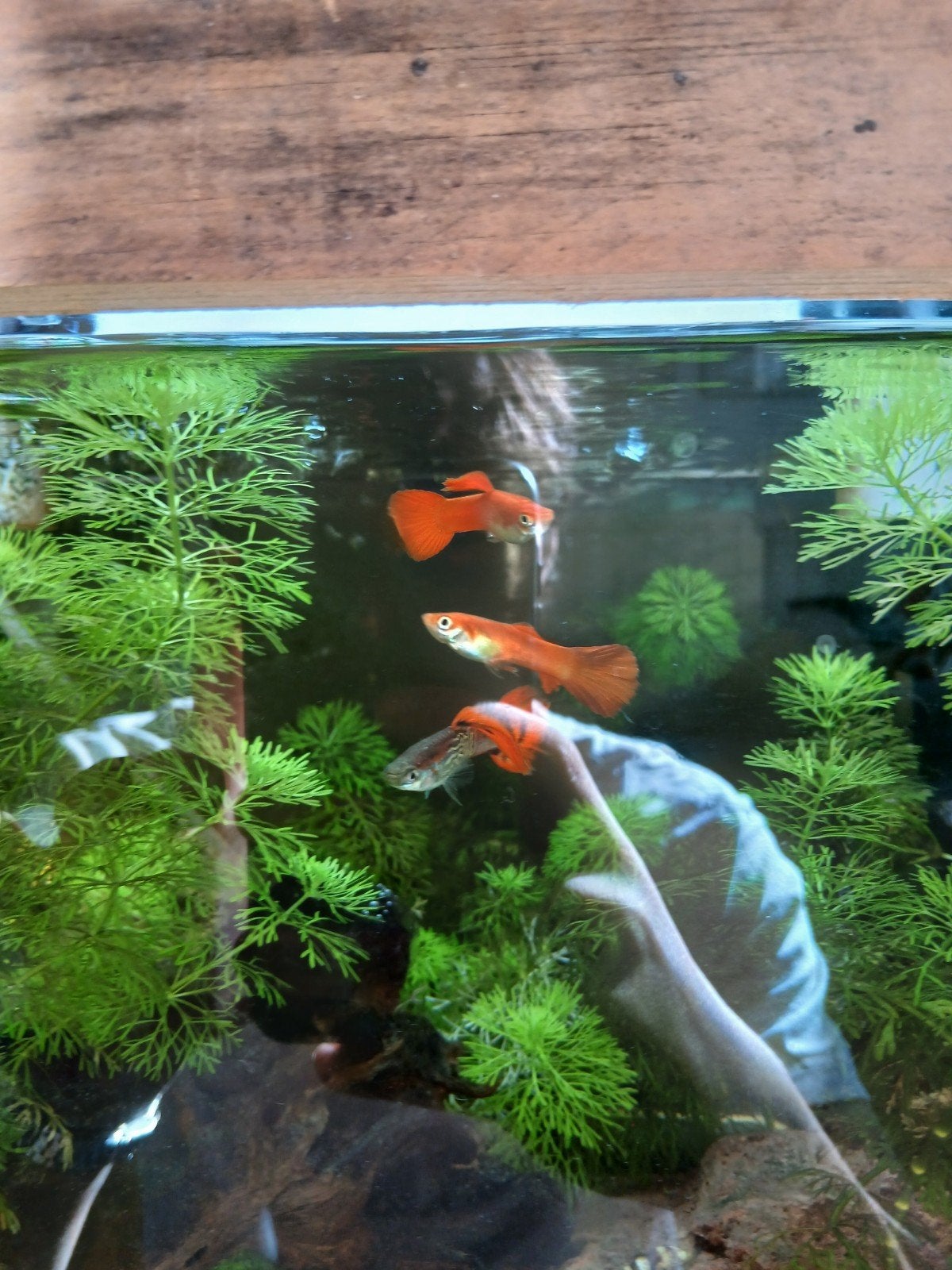 Gratis guppy's, Vis, Zoetwatervis, Schoolvis
