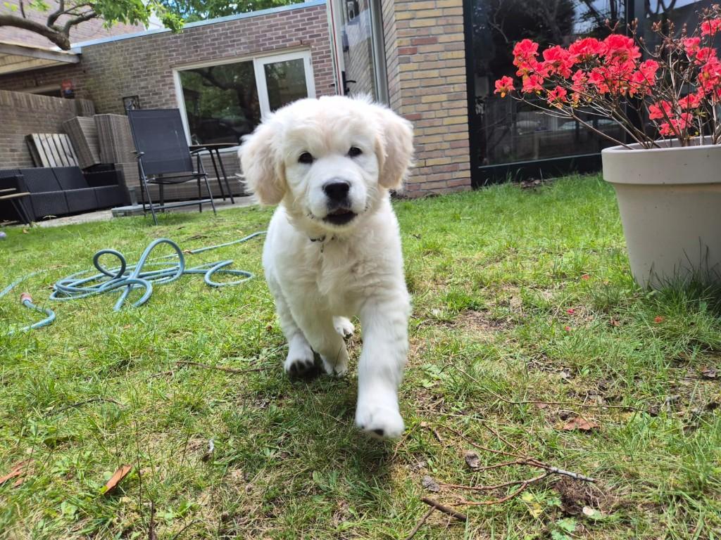 Golden Retriever pup met stamboom, Golden retriever, Parvo, Reu, 8 tot 15 weken