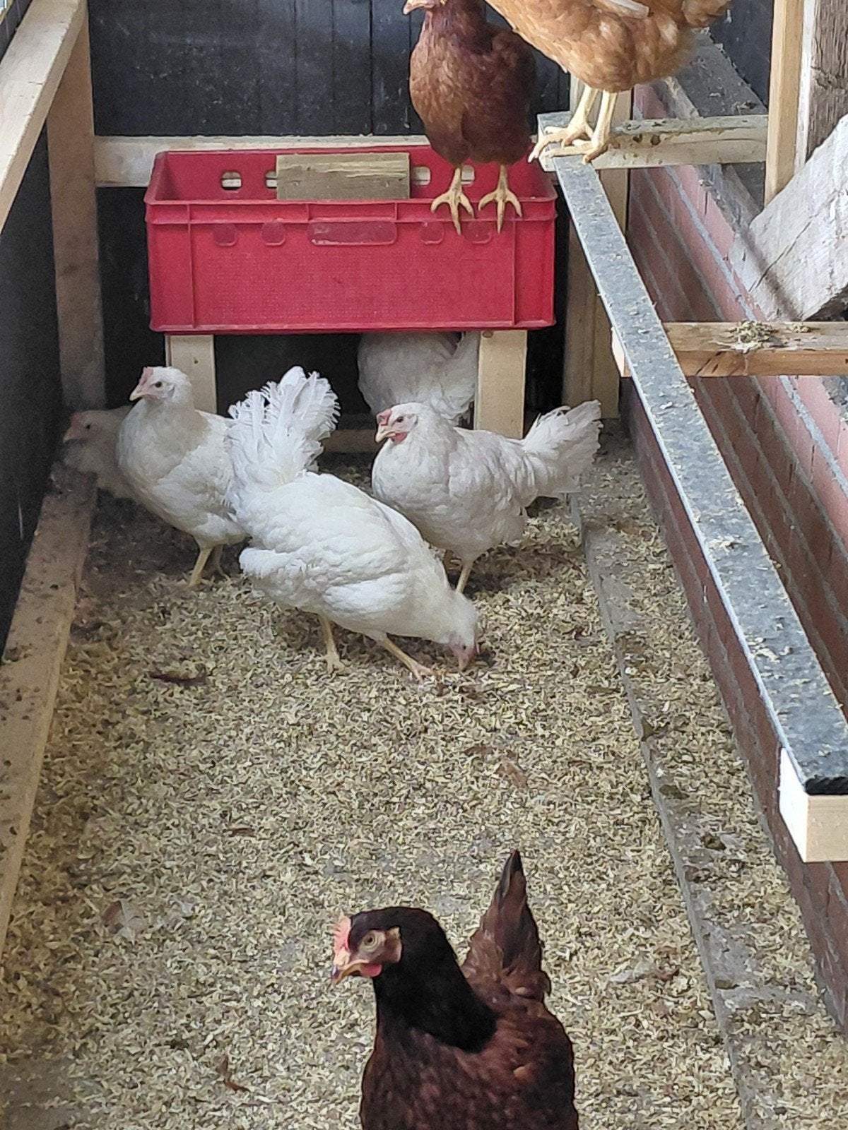 Te koop: Witte leghorns, Dieren en Toebehoren, Ophalen, Kippenhok of Kippenren
