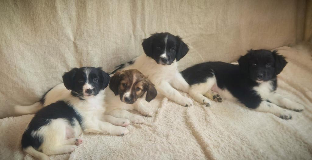 Hele leuke, enthousiaste Friese Stabij x Kooiker pups!, Parvo, Overige rassen, 8 tot 15 weken, Meerdere