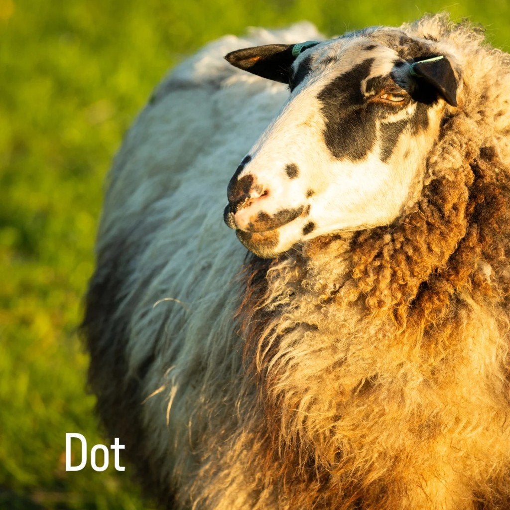 Groot heideschaap ooi, Vrouwelijk, Schaap, 6 jaar of ouder