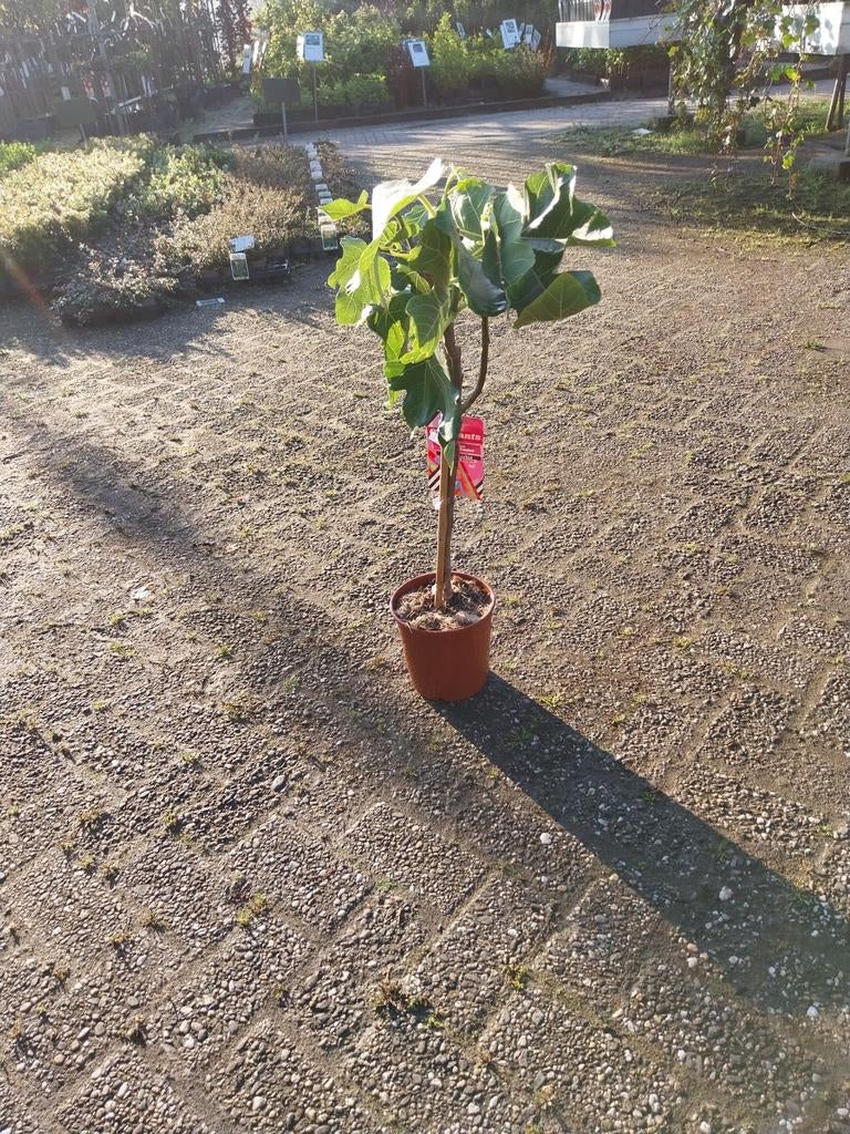 Vijgenboompje op stam - Heerlijke vijgen uit eigen tuin!, Ophalen, Volle zon, Vaste plant, Zomer