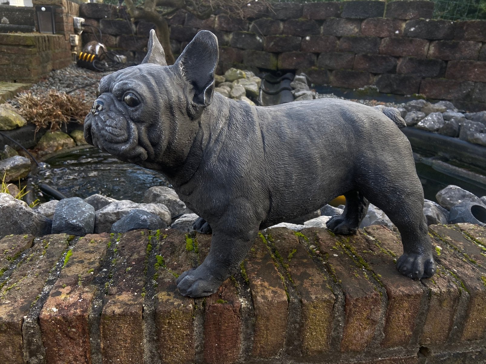 Tuinbeeld Franse Bulldog, Ophalen, Nieuw, Beton, Dierenbeeld