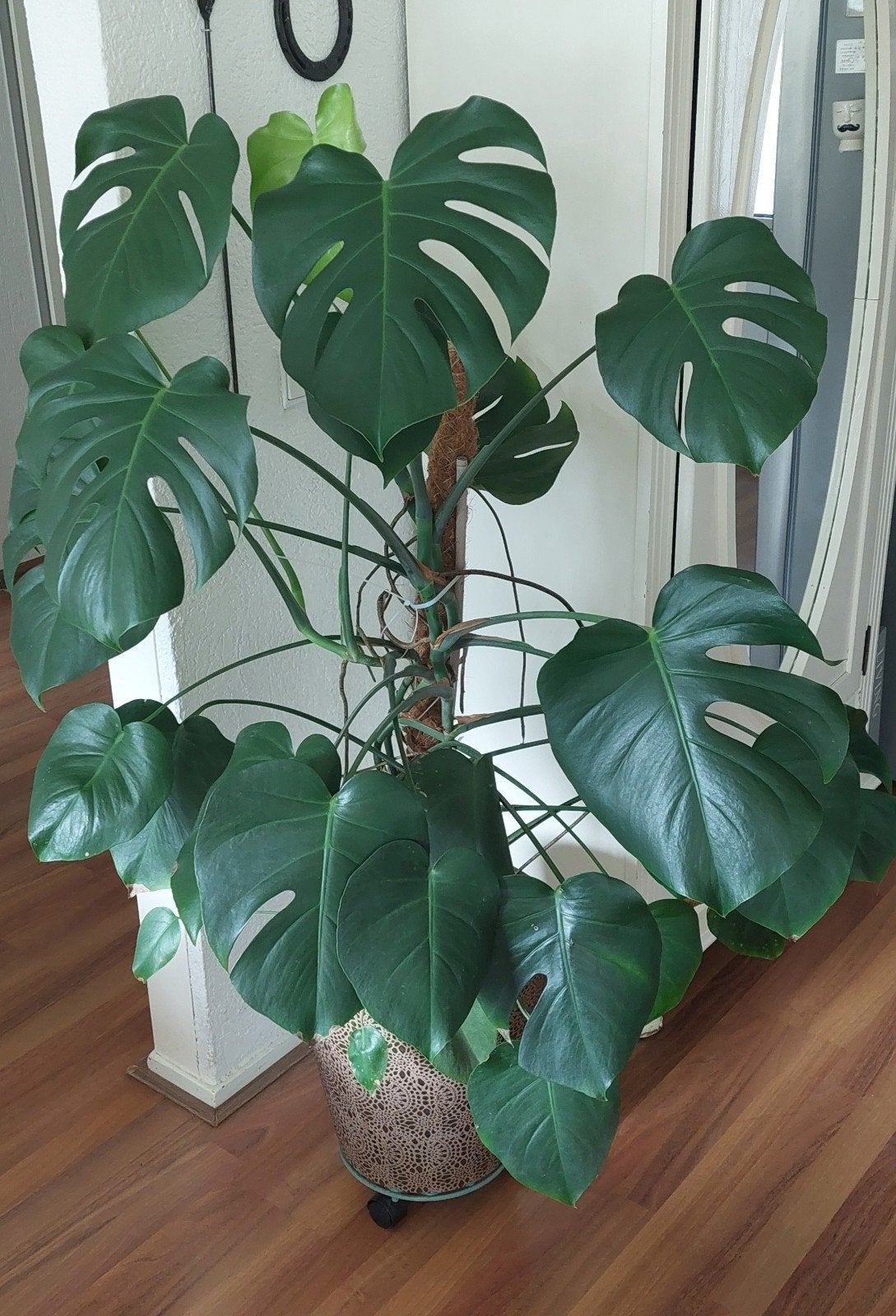 Grote Monstera Deliciosa met mosstok en sierpot, Vaste plant, Bloeit niet, Halfschaduw, Ophalen