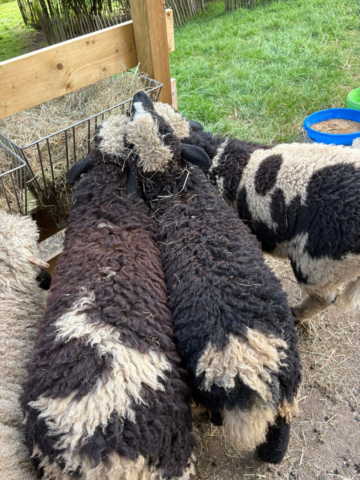 Mooie bonte zeer makke ramlammeren, Dieren en Toebehoren, Mannelijk, Schaap, 0 tot 2 jaar