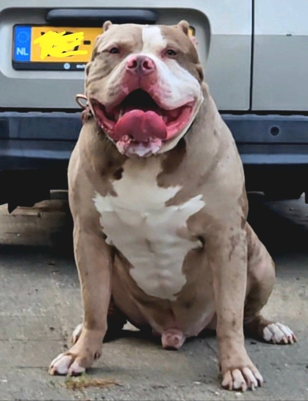 American bully xl merle dekreu, Reu, 1 tot 2 jaar, Parvo, Eén hond