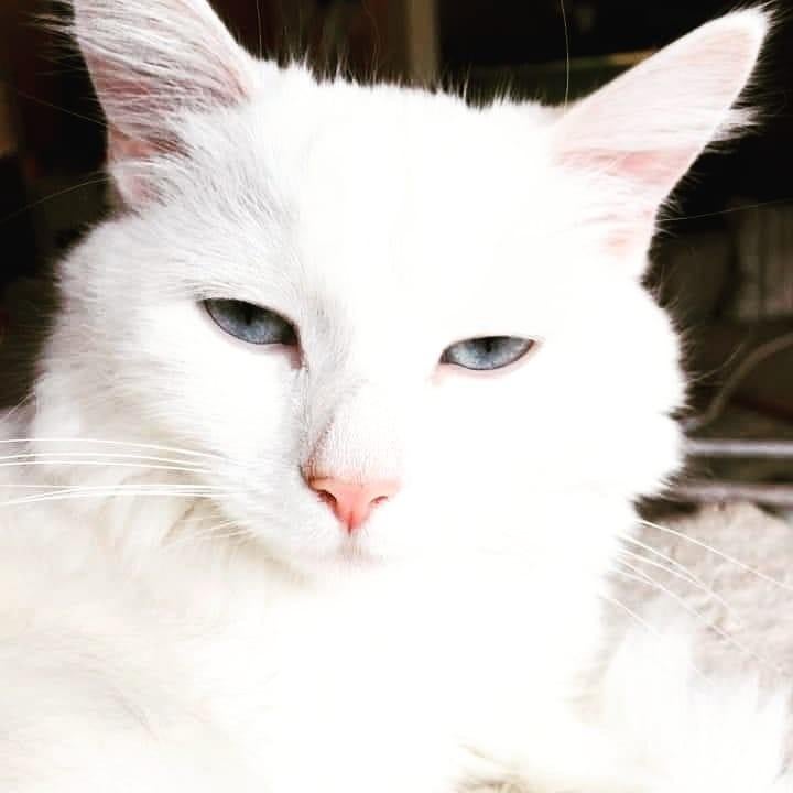 Te reserveren raszuivere turkse angora kittens, Dieren en Toebehoren, Katten en Kittens | Raskatten | Langhaar, Meerdere dieren