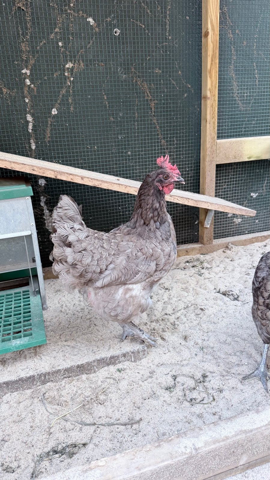 Australorp groot hennen, Dieren en Toebehoren, Pluimvee, Vrouwelijk, Kip