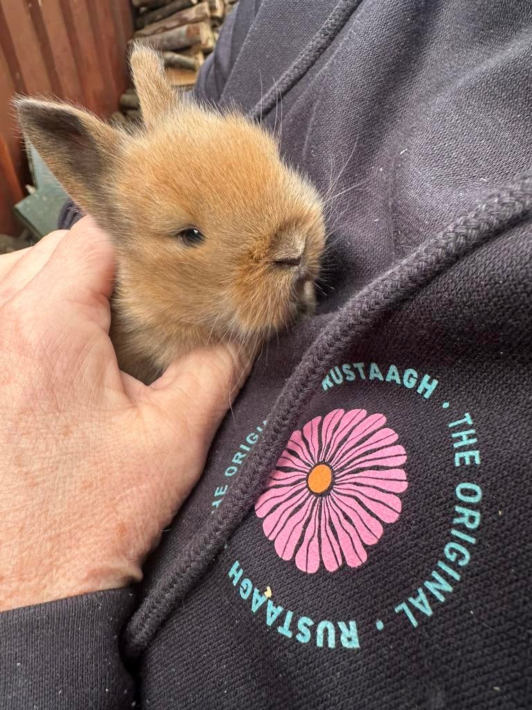 Jong leeuwenkop konijntje ( rammetje), Meerdere dieren, Klein, 0 tot 2 jaar