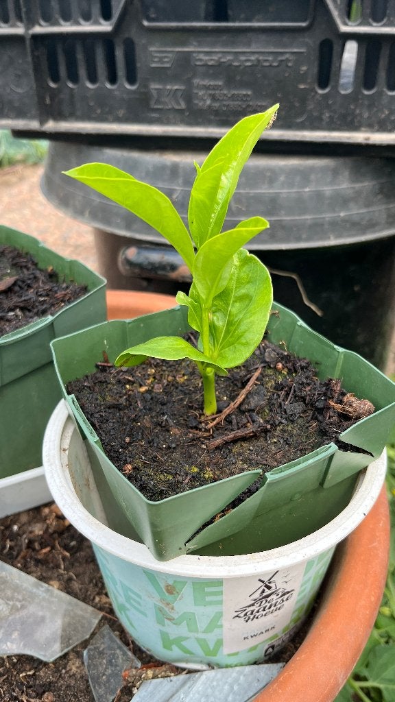 Baobab (Adansonia digitata of apenbroodboom), Ophalen, Vaste plant, Overige soorten, Volle zon
