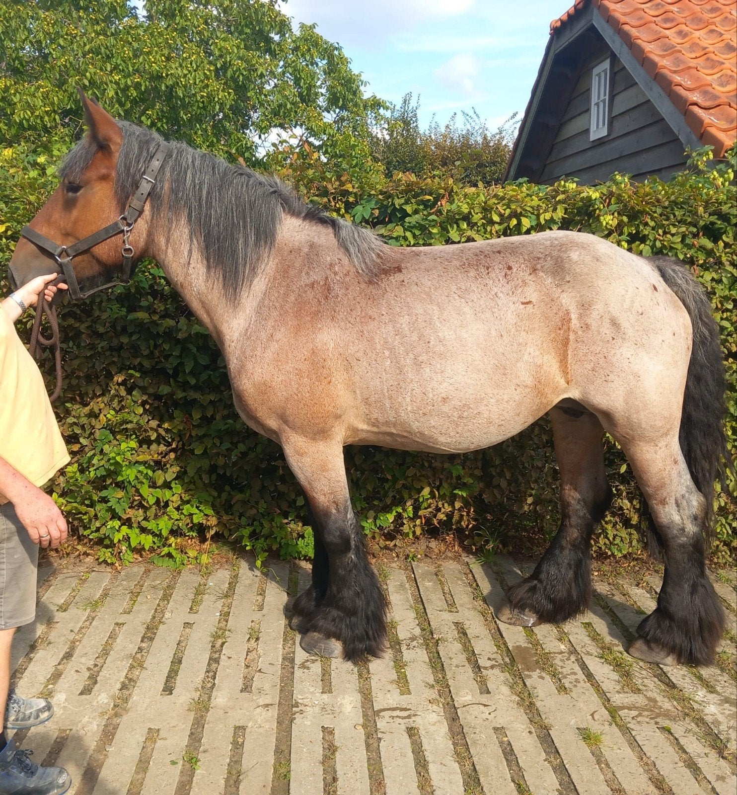 trekpaard merrie (beleerd), Dieren en Toebehoren, Merrie, 170 tot 175 cm, Met stamboom, 3 tot 6 jaar