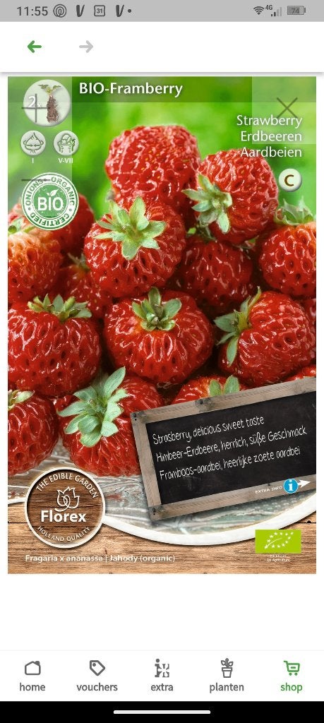 Framberry GEZOCHT :-), Ophalen, Volle zon, Vaste plant, Zomer