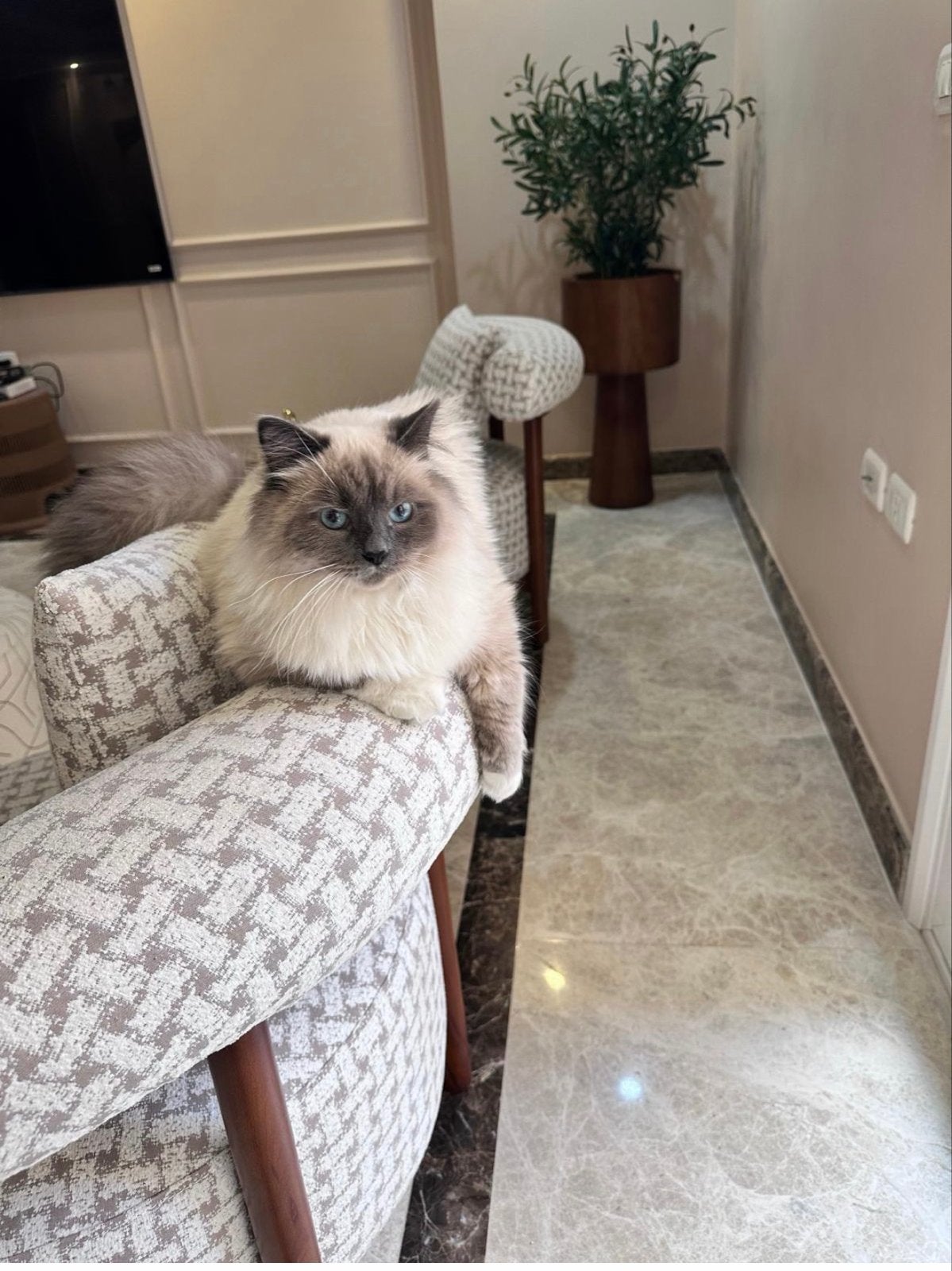 Twee lieve katers (Ragdoll Leo & Europees Korthaar Milo, Kater, Gechipt