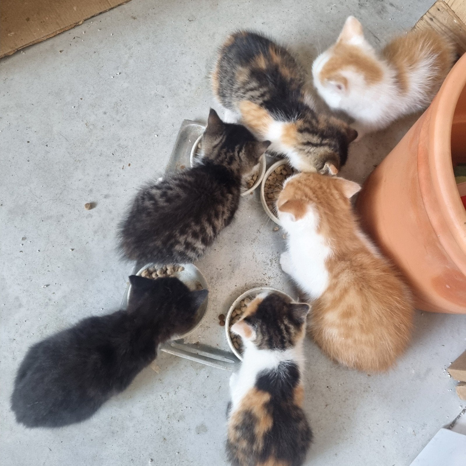 lieve, aanhankelijke kittens zoeken nieuw huis, Meerdere dieren