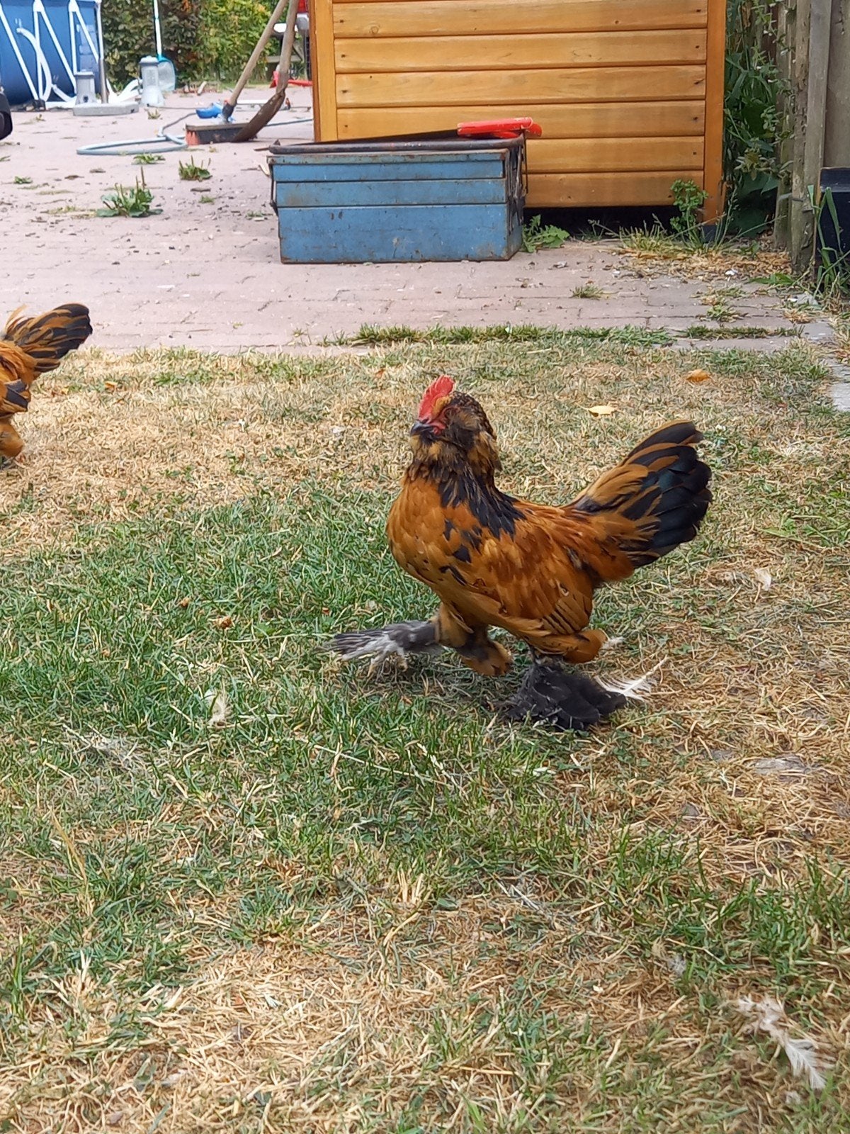 2 Ukkelse baardkriel haantjes, Dieren en Toebehoren, Pluimvee, Mannelijk, Kip