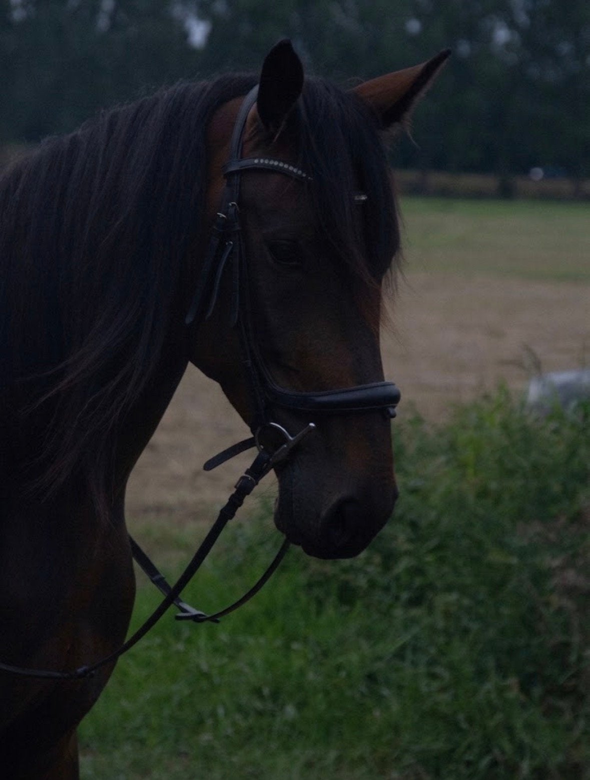 Recreatie paard, Met stamboom, Ruin, 3 tot 6 jaar, 160 tot 165 cm