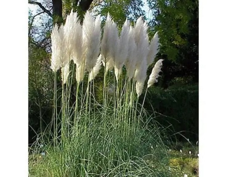 Pampas pluimen gezocht, Ophalen of Verzenden