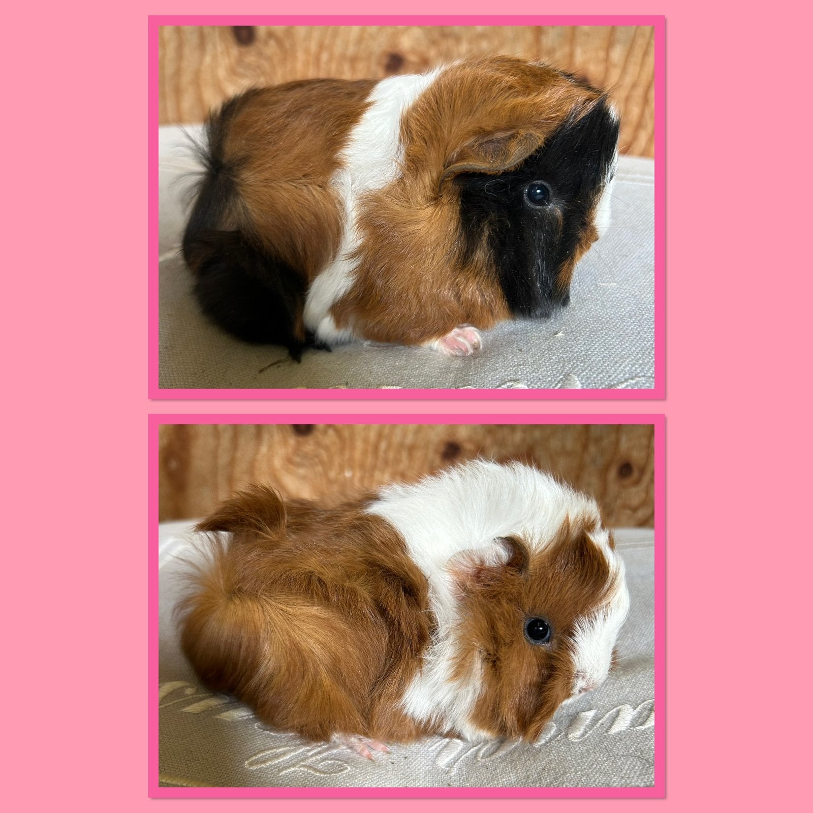 Twee jonge cavia vrouwtjes (peruvian x borstel), Augustus, Vrouwelijk, Cavia