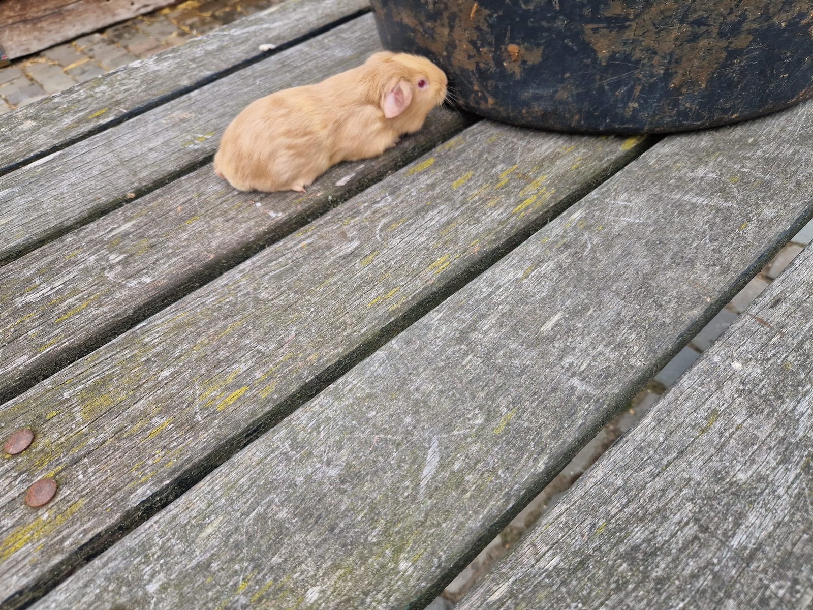 Mooie cavia’s (mannetjes), Dieren en Toebehoren, Knaagdieren, Cavia, Mannelijk, Mei, Tam