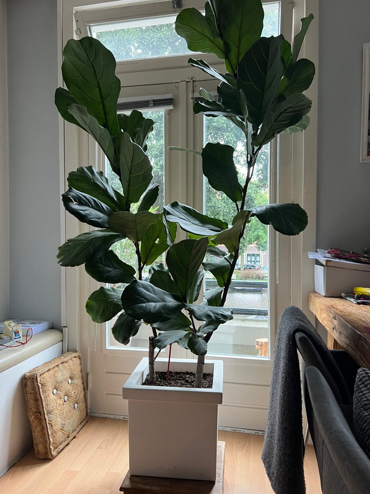 2 mooie grote Ficus Lyrata in witte strakke design pot, Ophalen, Ficus, 200 cm of meer, Halfschaduw