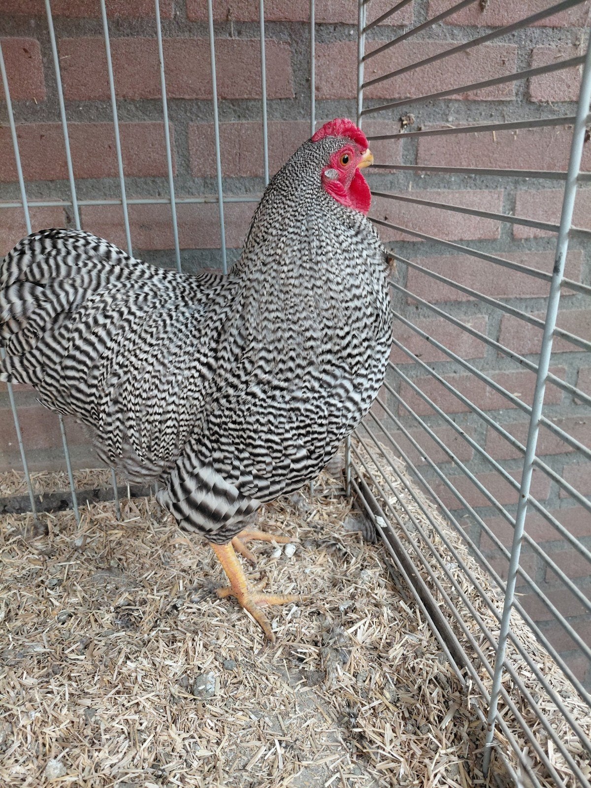 Gestreepte Wyandotte kriel trio. Ingeënt en ontwormt! 45euro, Dieren en Toebehoren, Pluimvee, Meerdere dieren, Kip
