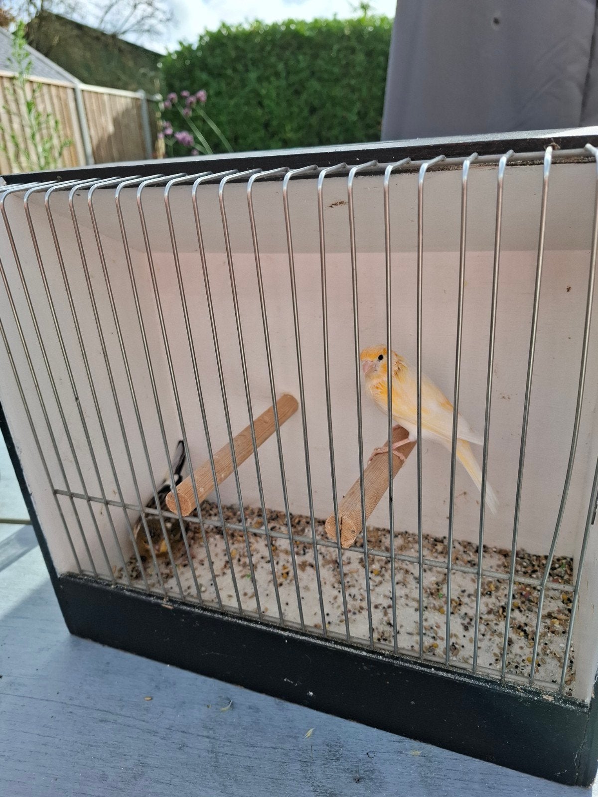 te koop een koppel harlekijn kanarie, Dieren en Toebehoren