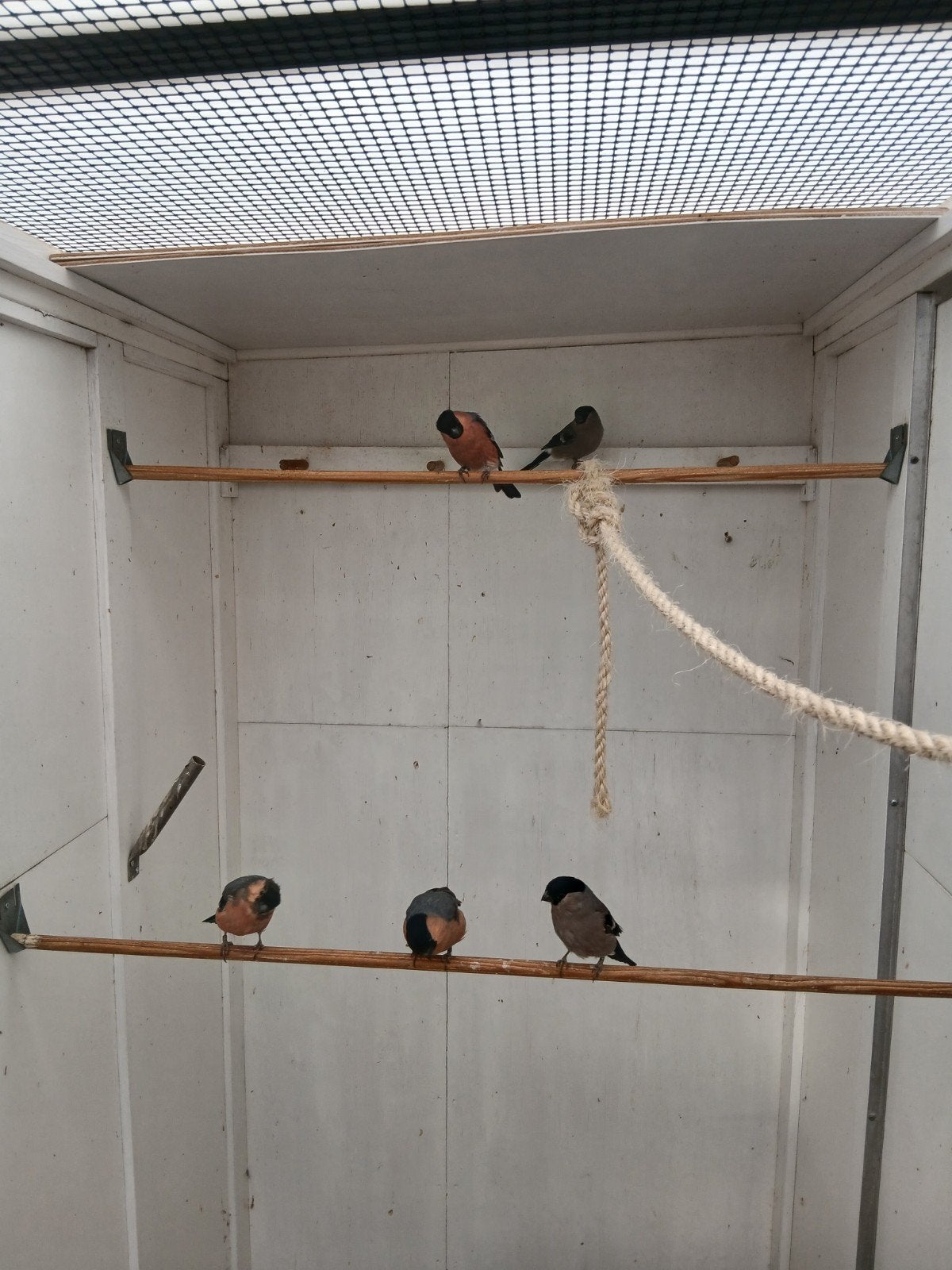 jonge noorse goudvinken., Meerdere dieren, Wildzangvogel, Geringd