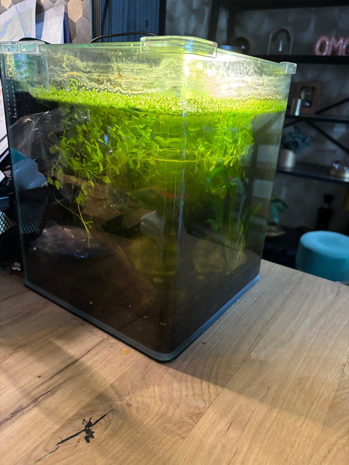 Aquarium, Ophalen, Inclusief vissen, Zo goed als nieuw, Gevuld zoetwateraquarium